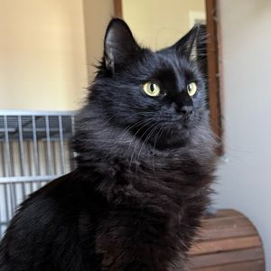 Meet your Posher, Sydney
